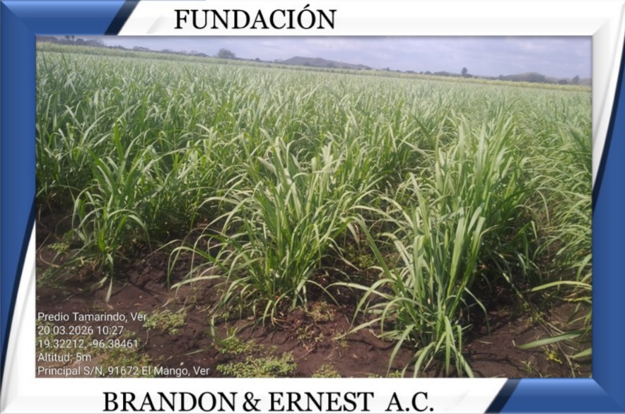 REUNION PROYECTO FUNDACION 3